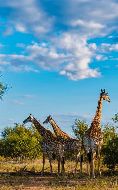 South Africa