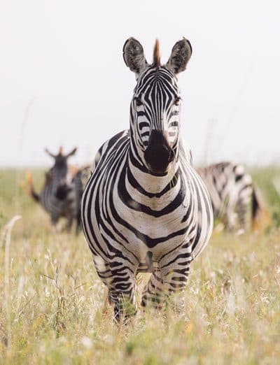 Tanzania